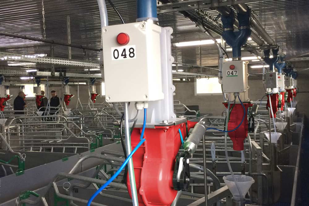 Better feeding management for farrowing sows