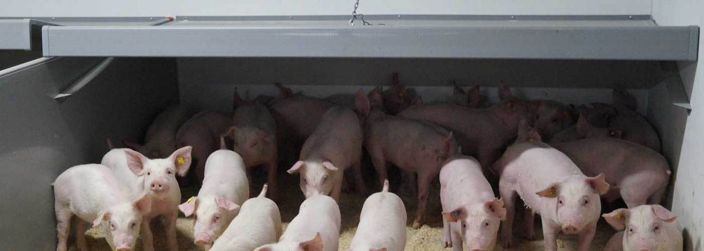 Weaners In A Weaner Pen FUNKI PHASE DRY
