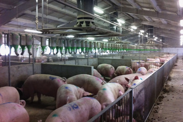 1600-sows-9