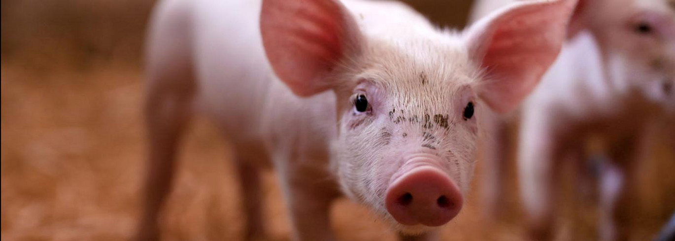 Pigs-til-web