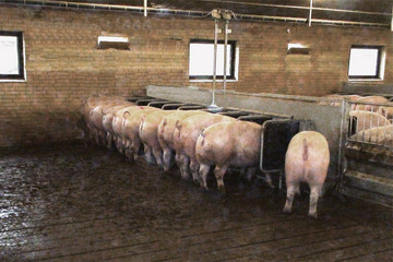 6000-sows-2