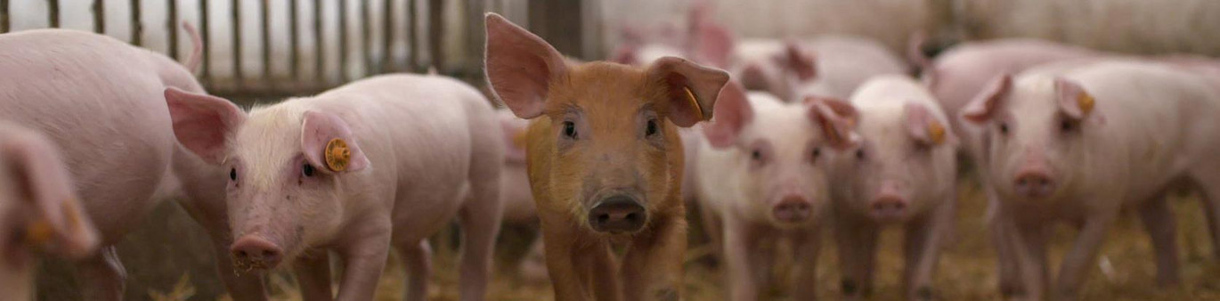 Piglets