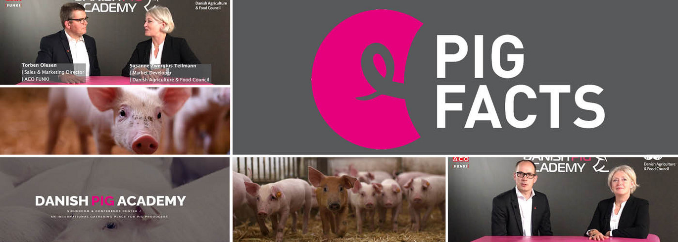 Pig Facts Web