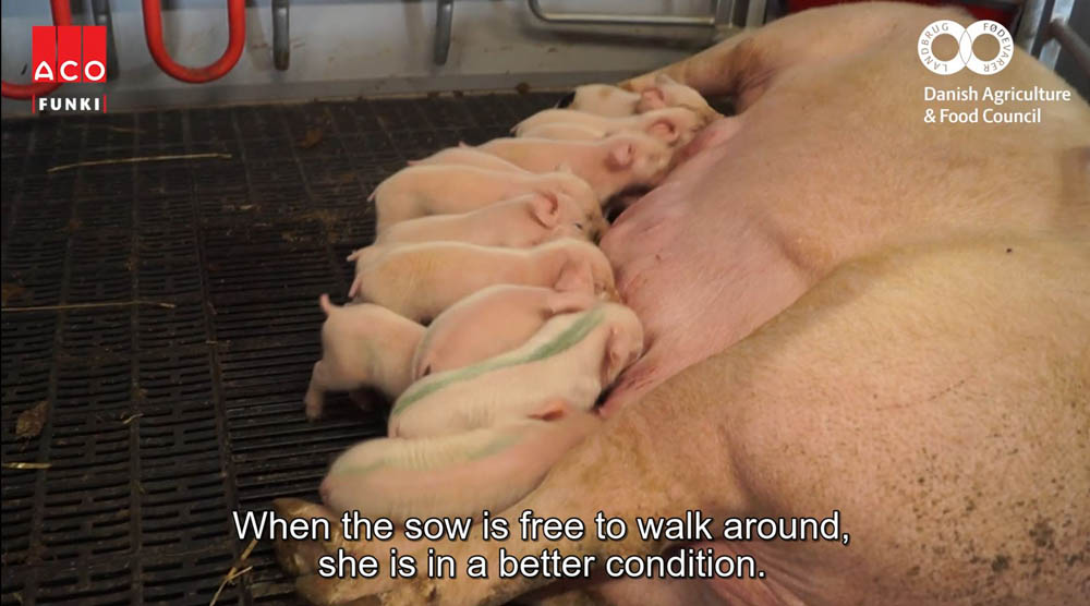 Loose farrowing