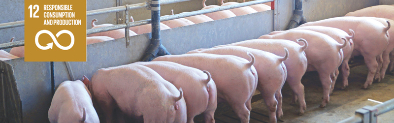 Managing Feed Wastage in Pig Production