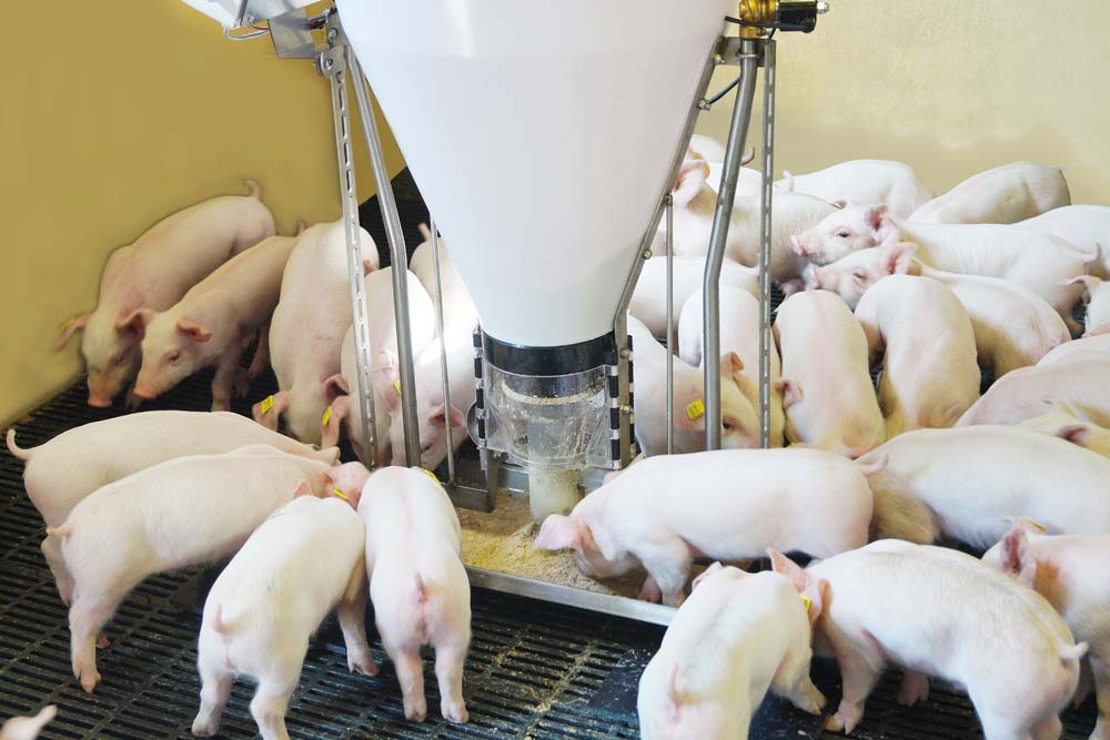 Baby Feeder
